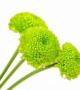 Image result for Things That Are Light Green