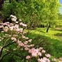 Image result for Nature Spring Free Screensavers