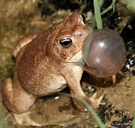 Image result for Frog Toad Meme