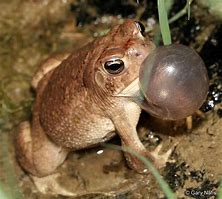 Image result for Sad Toad and Frog