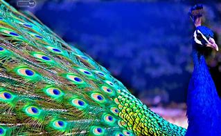 Image result for Peacock Screensaver