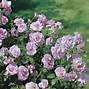 Image result for Lavender Roses