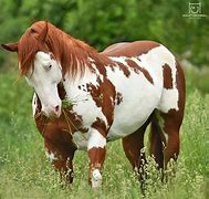 Image result for Rare Paint Horse Colors
