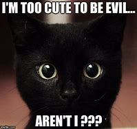 Image result for Cute Evil Cat Memes