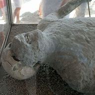 Image result for New Bodies Found in Pompeii