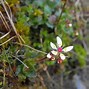 Image result for Cottages Near Snowdonia