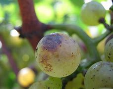 Image result for Grapevine Diseases Photos