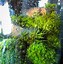 Image result for Easy Moss Terrarium