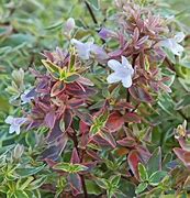 Image result for Abelia x grandiflora Sparkling Silver