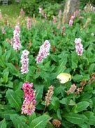Image result for Persicaria affine Kabouter