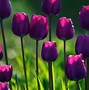 Image result for Tulip Garden HD Background