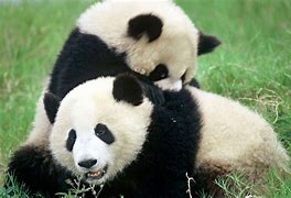 Image result for Endangered Giant Pandas