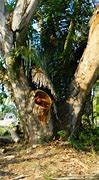 Image result for Parota Tree