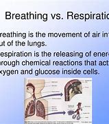 Image result for Difference Between Respiratory and Breathing
