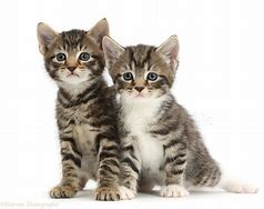 Image result for Cute Baby Tabby Kittens