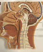 Image result for Human Anatomy Tonsils