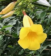 Image result for Trumpet Flower Plants