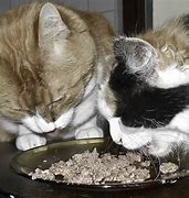 Image result for Wet Cat Food