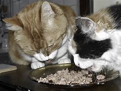 Image result for Cat Just Ate Pizza Meme