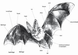 Image result for Bat Ear Diagram