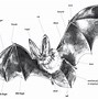 Image result for Bat Biology
