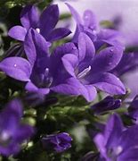 Image result for lights purple flower backgrounds
