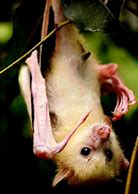 Image result for Honduran White Bat Photo