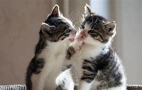 Image result for 2 Cat Images