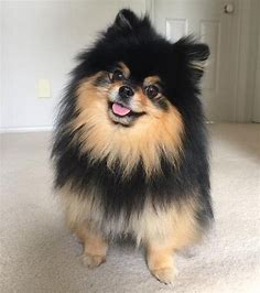 Times when BTS V couldn’t stop showing off his cute pet on the internet, Check out best pictures of Yeontan shared by V
