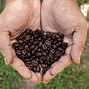 Image result for Best Coffee Head Grinder Made