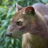 Image result for fosa