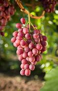 Image result for Seedless Table Grapes