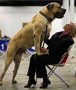 Image result for Biggest Dog Breed Ever