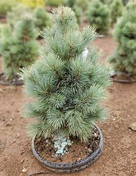 Image result for Pinus strobiformis Loma Linda