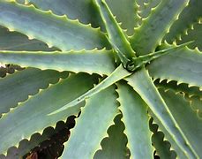 Image result for Spiky Plants