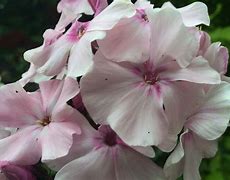 Image result for Phlox Rosa Pastell (Paniculata-Group)