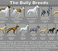 Image result for Types of Pit Bulls Breeds Chart