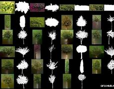 Image result for Tree Alpha Map