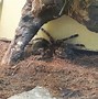 Image result for Small Tarantula