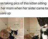 Image result for Funny Meme Themes