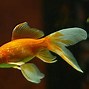Image result for iPhone 11 Pro Fish Wallpaper