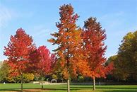 Image result for Liquidambar styraciflua