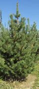 Image result for Pinus sylvestris Doone Valley