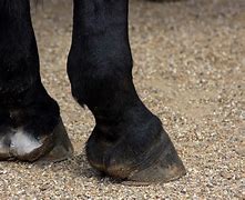 Image result for Types of Hooves