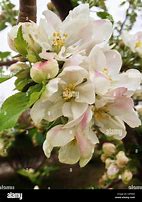 Image result for Ornamental Flowering Apple Tree