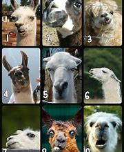 Image result for How Do You Feel Today Chart Animals