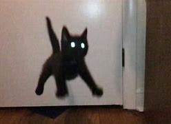 Image result for Black Cat Falling Meme