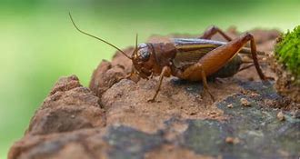 Image result for Cricket the Bug