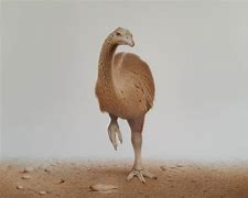 Image result for dinornis