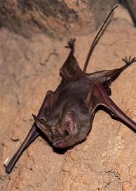 Image result for Vampire Bat vs Fruit Bat